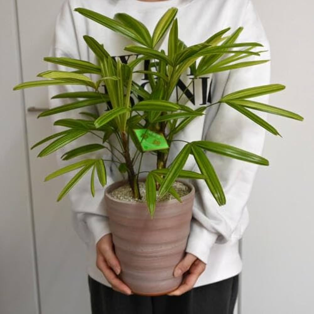 観葉植物・観音竹・カンノンチクの鉢植え Amazon｜観音竹 鉢植え1鉢 陶器鉢植え和の観葉植物アヤニシキ